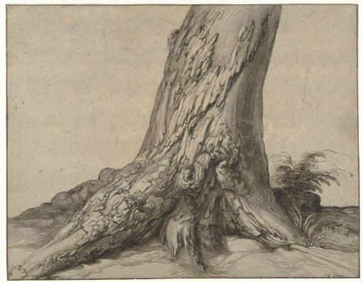 Study of the trunk of a tree with roots