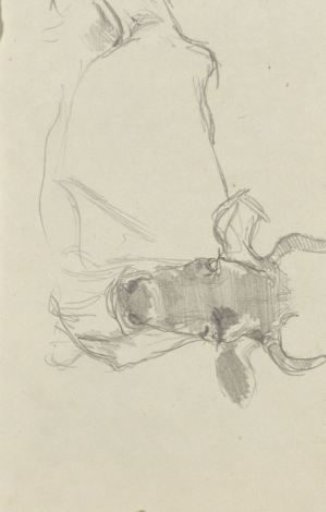 Recumbent cow