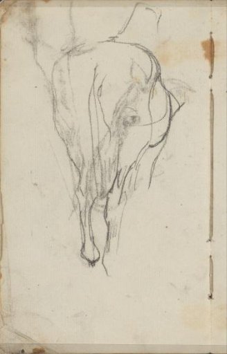 Horse, seen from behind