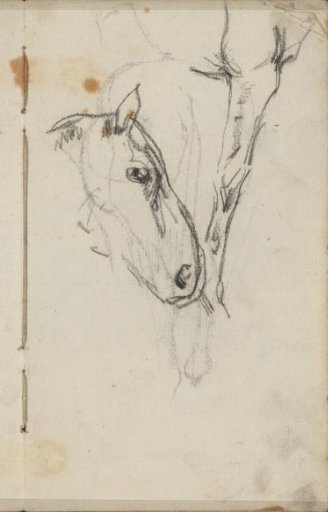 Horse's leg and a horse's head