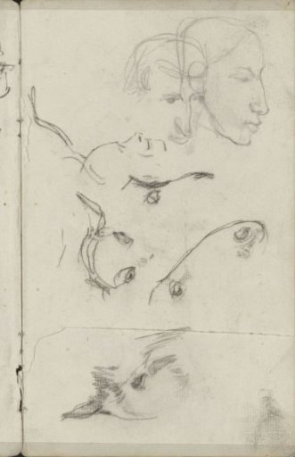 Heads of Horses and Humans