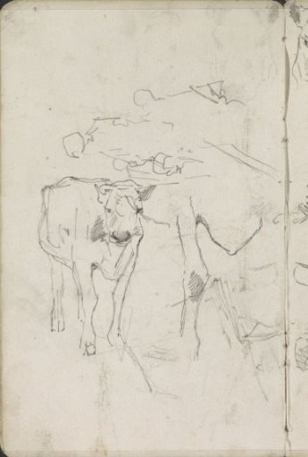 Studies of a cow