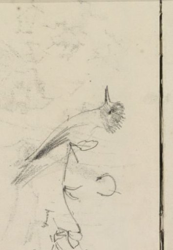 Bird, possibly on a branch