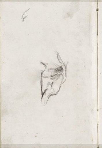 Head of a cat