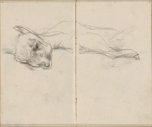 Sheep, possibly a lamb