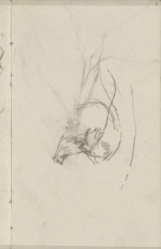 Head of a wild boar