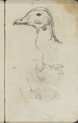 Studies of a bird, possibly a gull