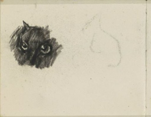 Head of a cat