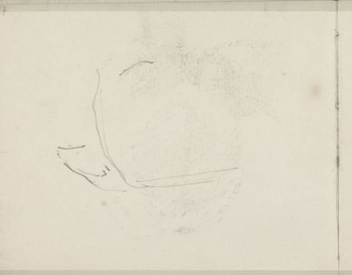 Head of a cat