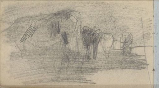 Cows