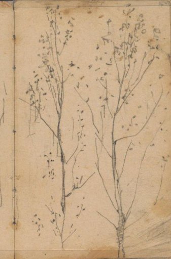 Trees