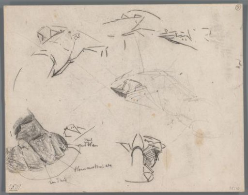Study of the Tail and Uropods of a Crab