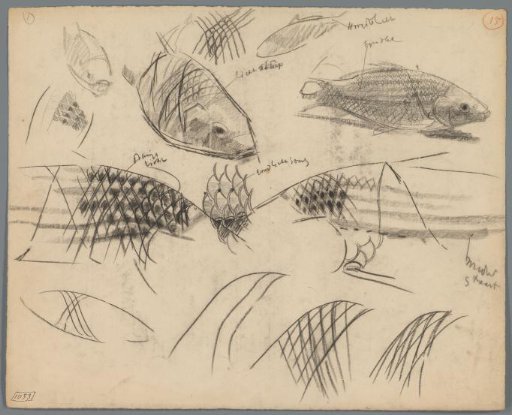 Studies of the scales of carp