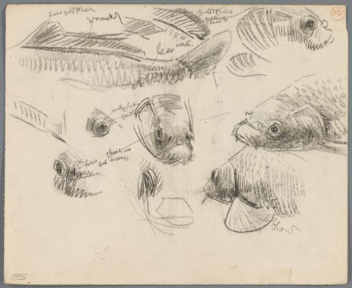 Studies of carp