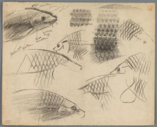 Studies of the scales of carp