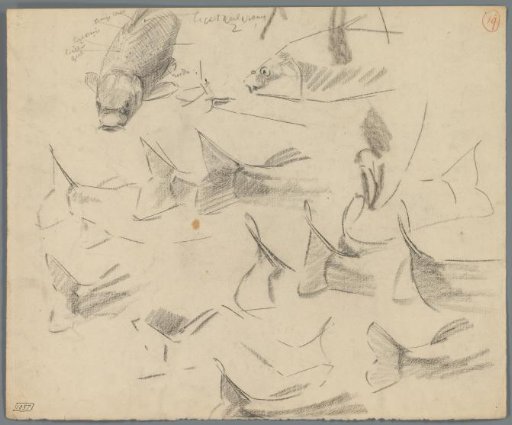 Studies of the tails of carp