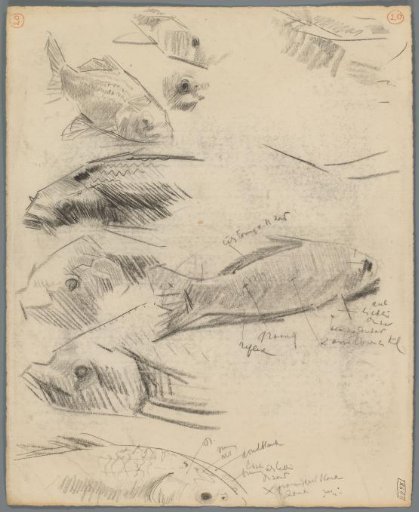 Studies of carp