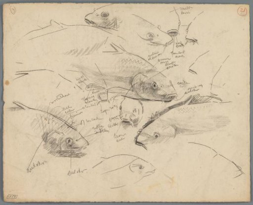 Studies of the heads of carp
