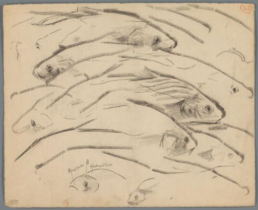 Studies of carp