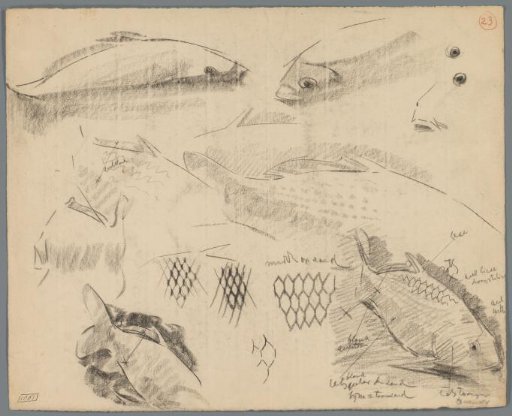Studies of carp