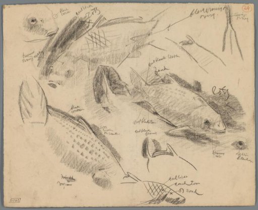 Studies of carp
