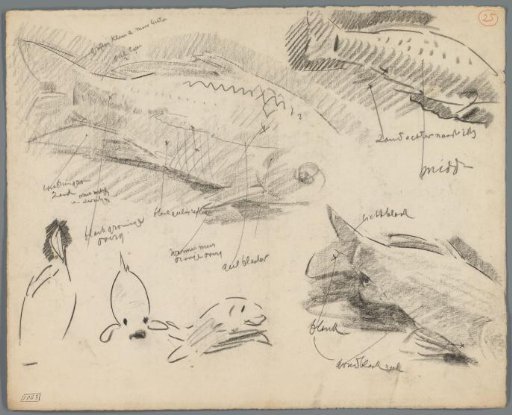 Studies of the scales and tails of carp