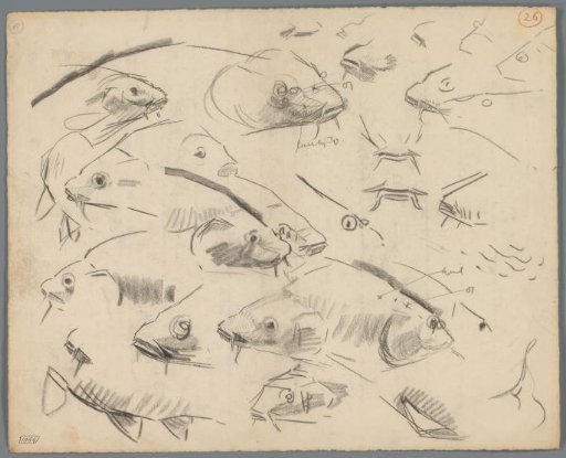 Studies of the heads of carp