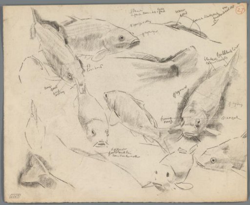 Studies of carp