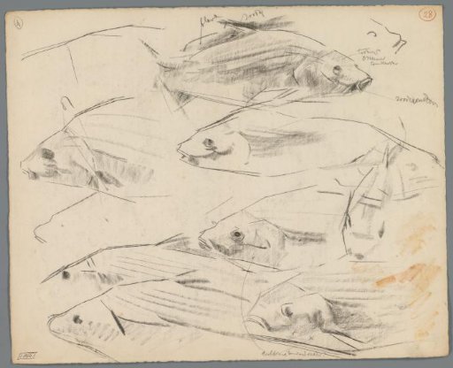Studies of carp