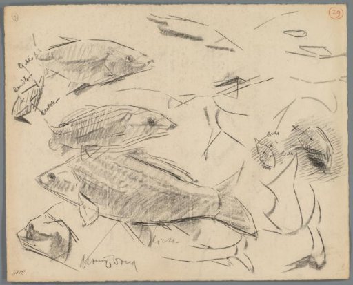 Studies of carp
