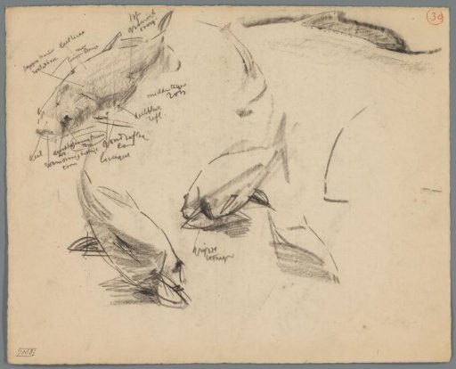 Studies of carp