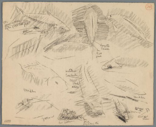 Studies of carp