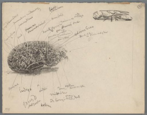 Studies of the Cephalothorax of a Crab