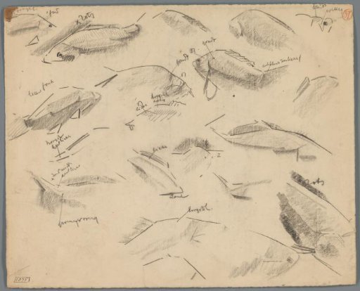 Studies of carp