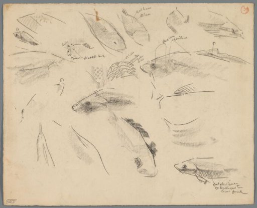 Studies of carp