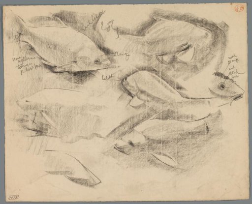 Studies of carp