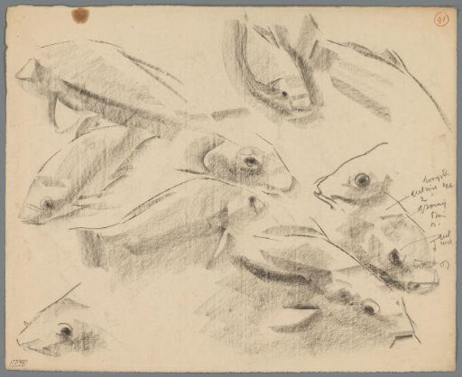 Studies of carp