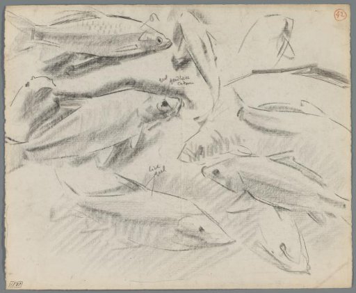 Studies of carp