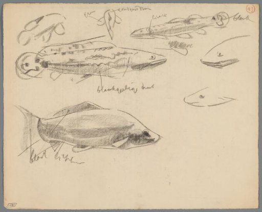 Studies of fish