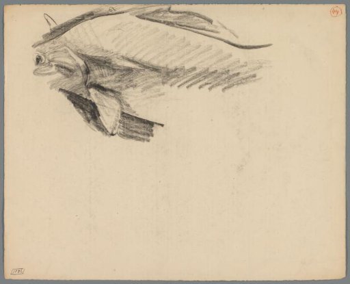 Study of a fish