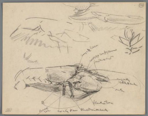 Studies of the Cephalothorax and Claws of Crabs