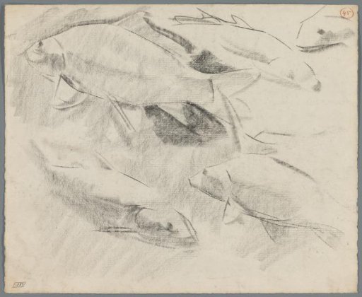 Studies of carp