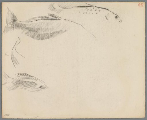 Studies of fish