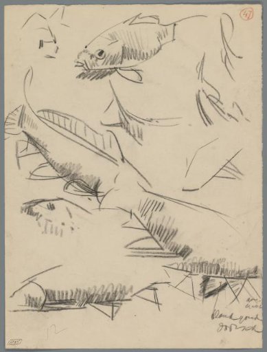 Studies of carp