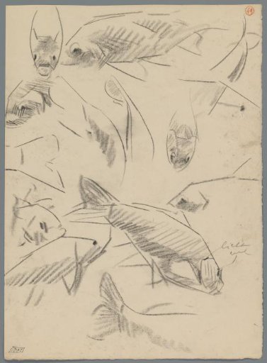 Studies of carp