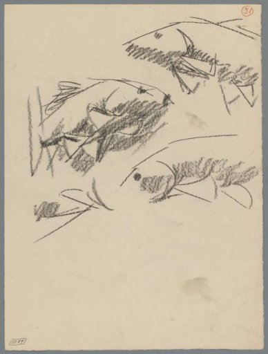Studies of carp