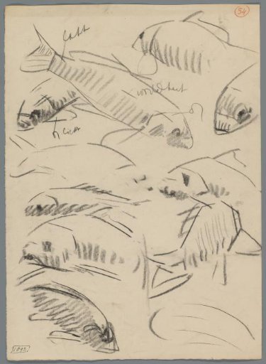 Studies of carp