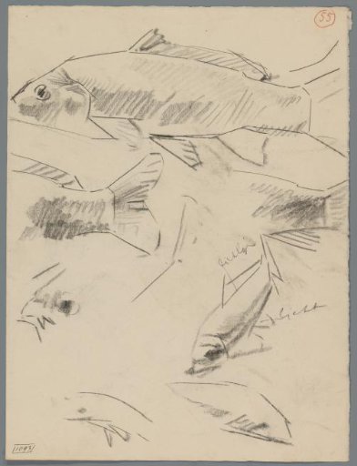 Studies of carp
