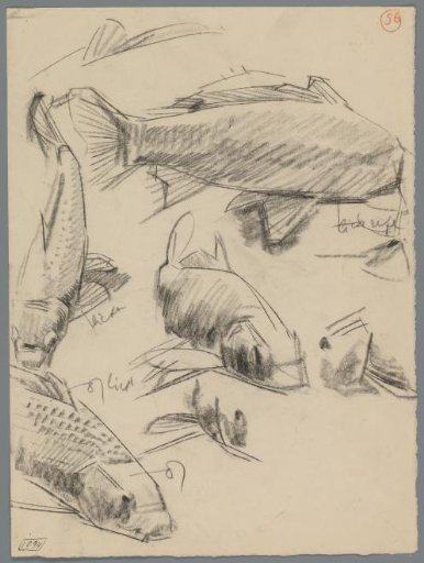 Studies of carp