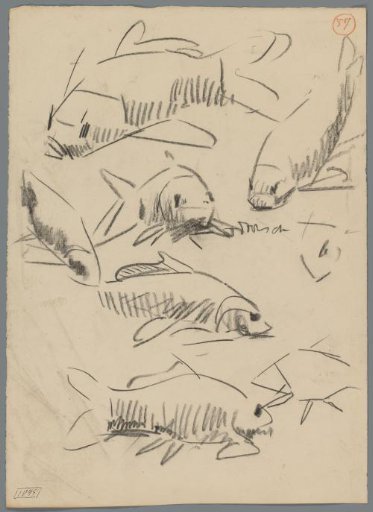 Studies of carp